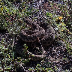 Crotalus viridis