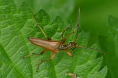 Stenocorus meridianus