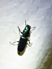 Temnoscheila virescens