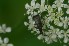 Grammoptera ruficornis
