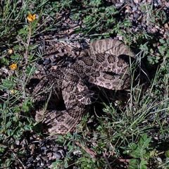 Crotalus viridis
