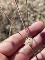 Eriogonum nudum