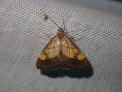 Evergestis limbata