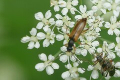 Alosterna tabacicolor