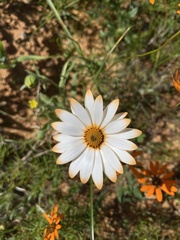 Dimorphotheca