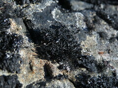 Cornicularia normoerica