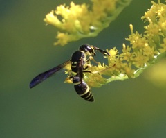 Ancistrocerus adiabatus