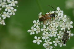 Alosterna tabacicolor
