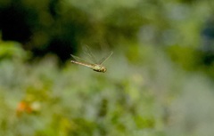 Anax ephippiger