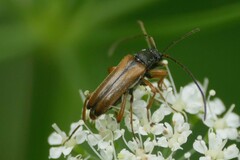 Alosterna tabacicolor