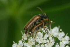 Alosterna tabacicolor