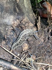 Philomycus carolinianus