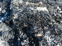 Cornicularia normoerica