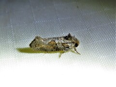 Acrolophus piger
