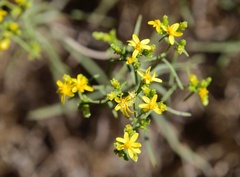 Gutierrezia sarothrae