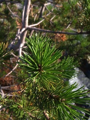 Pinus contorta contorta