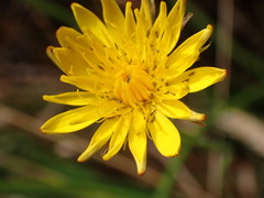 Cichorieae