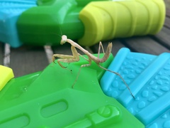 Stagmomantis limbata