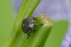 Mononychus punctumalbum