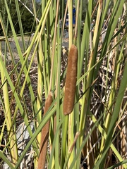 Typha domingensis