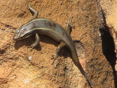 Trachylepis punctatissima