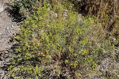 Gutierrezia sarothrae