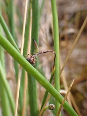 Cichorieae