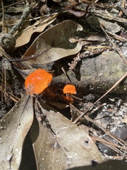 Cantharellus cinnabarinus