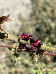 Disholcaspis prehensa