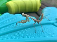 Stagmomantis limbata