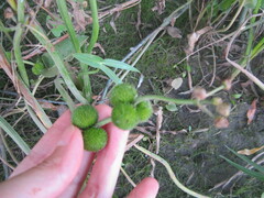 Sagittaria sagittifolia