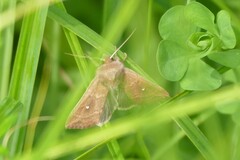 Mythimna albipuncta