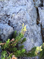 Phyllodoce glanduliflora