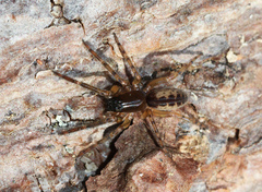 Segestria senoculata