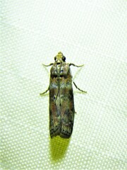 Sciota rubrisparsella
