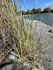 Typha domingensis