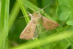 Mythimna albipuncta