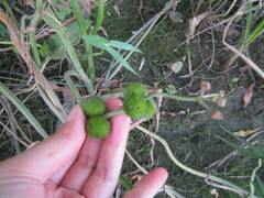 Sagittaria sagittifolia