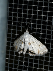 Cataclysta lemnata