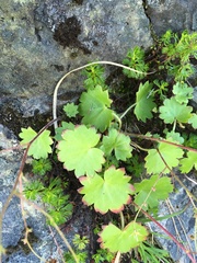 Romanzoffia sitchensis