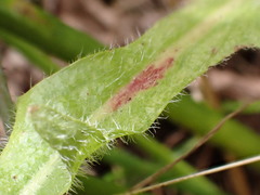 Cichorieae