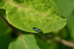 Agrilus cyanescens