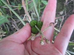 Sagittaria sagittifolia