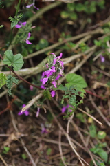 Acanthaceae
