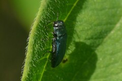 Agrilus cyanescens