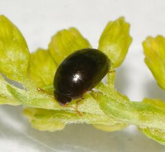 Coleoptera