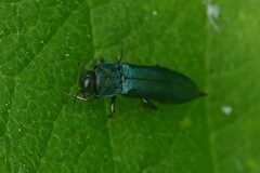 Agrilus cyanescens