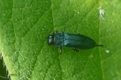 Agrilus cyanescens