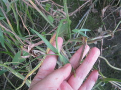Sagittaria sagittifolia