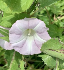 Calystegia